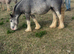 Tgca filly born 20/05/2024