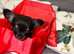 Tiny chihuahua puppies