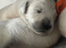 9 beautiful golden retriever puppies