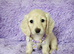 Beautiful long coat cream mini dachshunds
