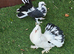 Indian fantail young pair