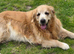 Golden Retriever puppy - Male - Must be KC registered NO puppy farms