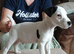 Beautiful Jack Russell babies