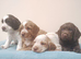 Cocker Spaniel Puppies Top Quality