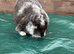 Female English lop rabbit for sale