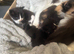 Kittens available 9wks