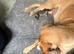 Lurcher cross Labrador