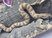 2026 hognose babies ready to go &pound;100ea