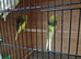 Baby budgies