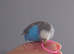 Hand tame pair of sister budgies and cage