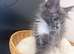 Maine coon
