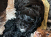 REDUCED ! GET HER THIS WEEKEND! Exceptional litter of F1b Cocker Tzu