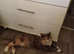 Cat for sale