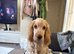 Cocker spaniel boy