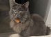 Beautiful cat