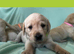 Gorgeous Goldador Puppies