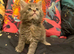 Main coon kittens