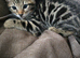 Beautiful Bengal × British Shorthair Kittens
