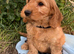 Cavapoochon puppies