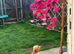 Golden retriever mix Labrador