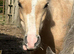 Palomino filly