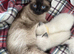 1 ADORABLE GIRL AVAILABLE