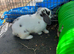 Mini lop