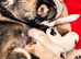 Pomsky Litter F3