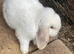 Beautiful Mini lop male