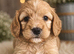 Beautiful Multigen Cockapoo Puppies