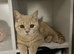 Beautiful Scottish fold and british shorthair kittens for sale