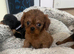 Cavalier King Charles x cava poo