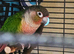 Green conure
