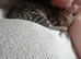 Female tabby kitten
