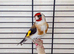 One goldfinch female for sale