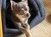 Chihuahua blue apple hesad Chihuahua