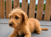 Labradoodle pups