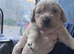 Beutiful litter of 5 puppies