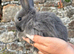 Netherland dwarf