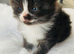 Adorable kittens
