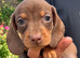 3 miniature dachshund girls ready now