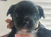 LAST GIRL! Mini Black Yorkshire Terrier