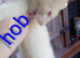Hob 10 weeks