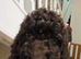 Poodle puppies