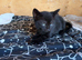 Gorgeous mixed breed kittens