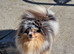 Tiny gorgeous tri colour merle pomeranian female two blue eyes