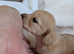 Long haired stunning puppies