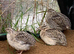 Last Quail Chick Hatch of 2026 - Due This Weekend!