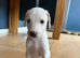 Lurcher puppie 1 boys left ready now!!!