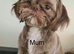 American imperial Shih Tzu blue and white girl for sale